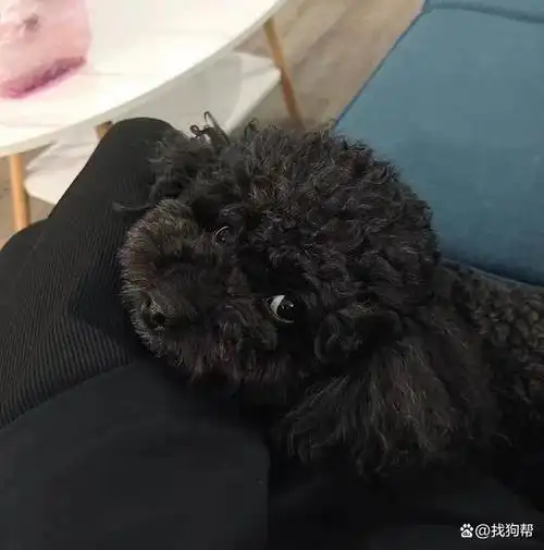 新乡市原阳县3000寻黑色泰迪犬