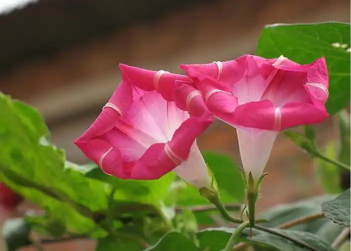 牵牛花简介,家庭养牵牛花常见问题大全 - 花百科