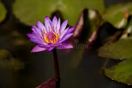 池中荷花紫莲花花卉