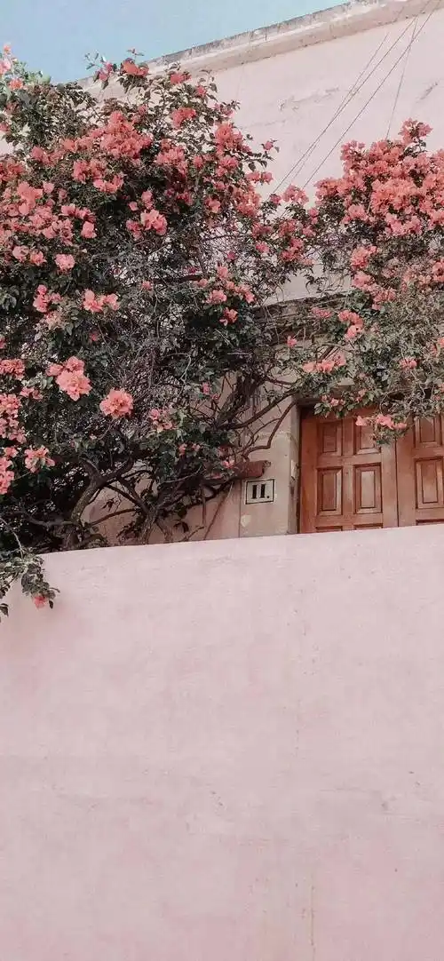 春日限定高清ins风壁纸​​​