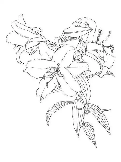 春节想画画没人教?简单的白描花卉线稿教你画,0基础也能学会画