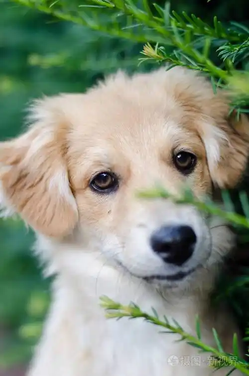 可爱的小狗的肖像