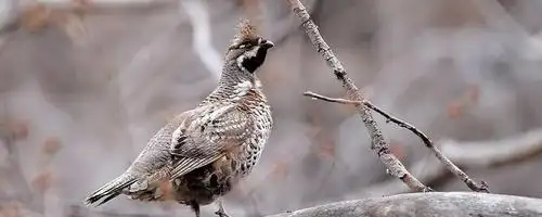 东北人吃的飞龙是什么