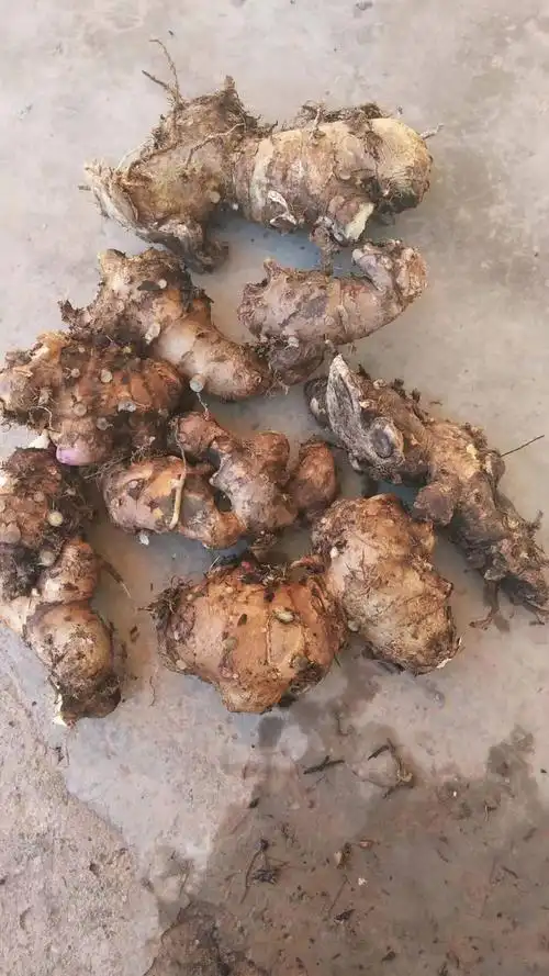 【联系我时,请说是在一亩田上看到的】 自然生长的野生山姜,大量有货.