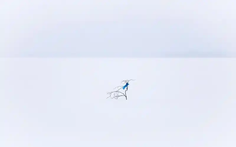 极简主义,分支,雪