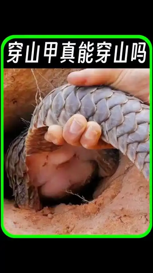 穿山甲真的能穿山吗?
