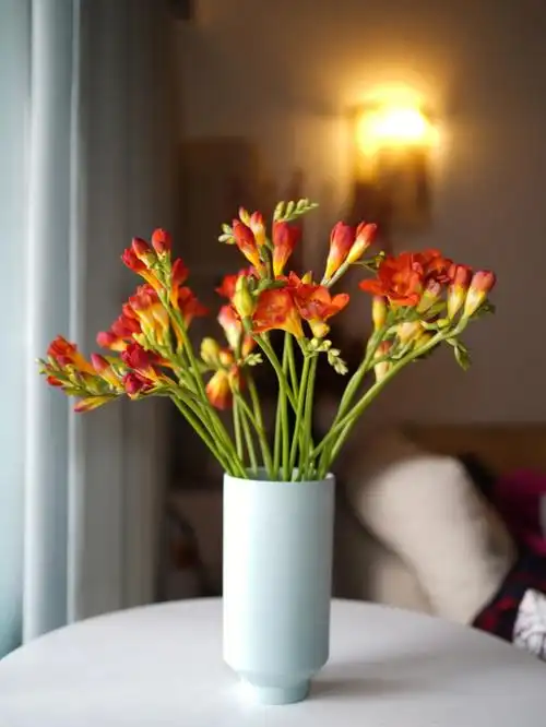 重瓣橙色香雪兰