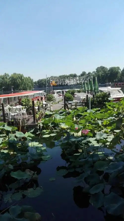北京的荷花市场