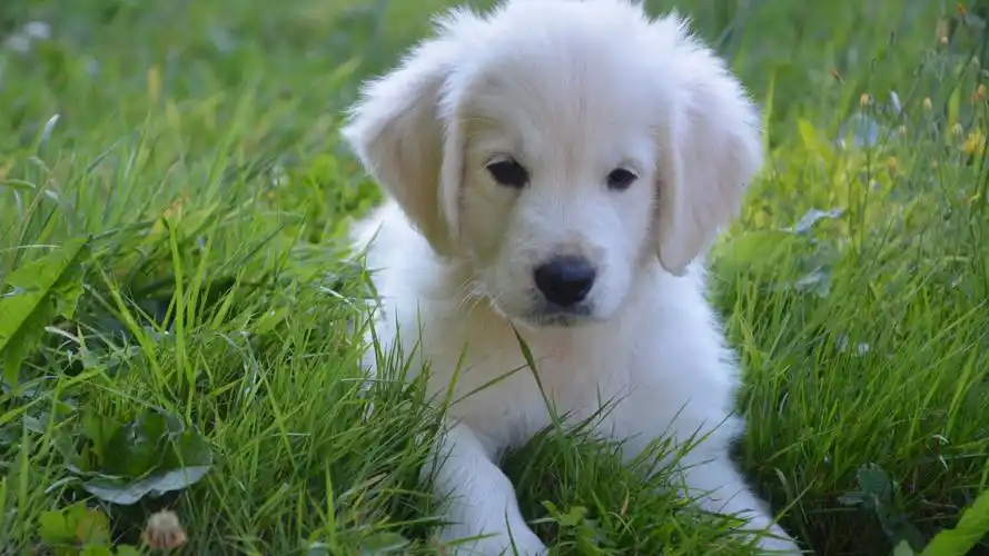 可爱白色小狗高清桌面壁纸