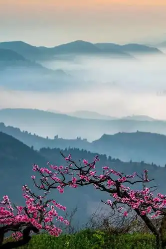 龙泉山桃花,摄影/刘斌