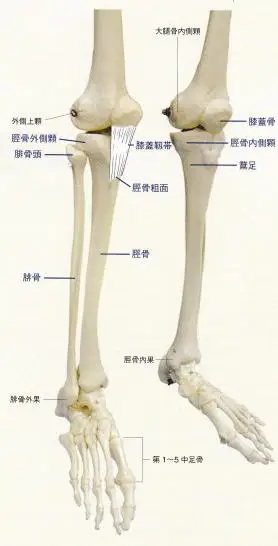 触诊骨性标志点7475胫骨粗面鹅足