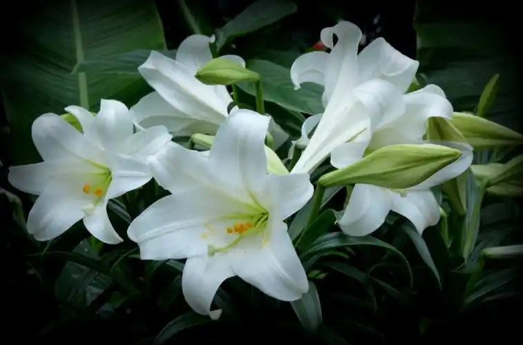 在中国台湾亦称铁炮百合是一种美丽的花卉,花极香,含有芳香油,可作