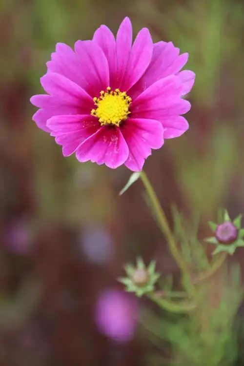 格桑花的花语是怜取眼前人 我爱你格桑花,我赞美你的品格.