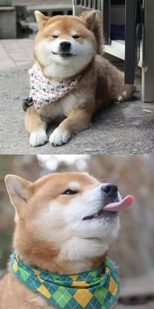 一只极具表现力的狗狗完全被这邪魅一笑的表情撩到了