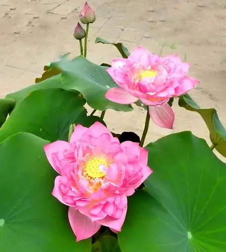 京城莲花池莲荷图(一)