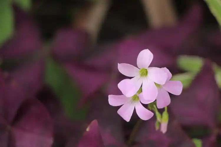 景深效果～聚焦在前面的花朵上 一直处于同一平面的花就清晰 而在后面