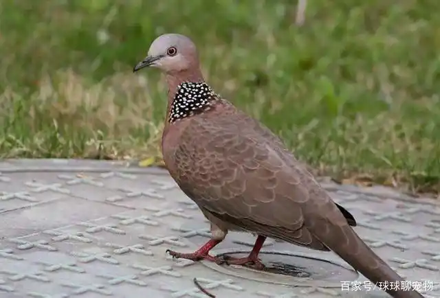 斑鸠怎么分公母最简单?斑鸠的寿命?