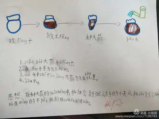 综合实践活动"种大蒜"与绘本观察日记创作——楚雄市鹿城小学一(3)班