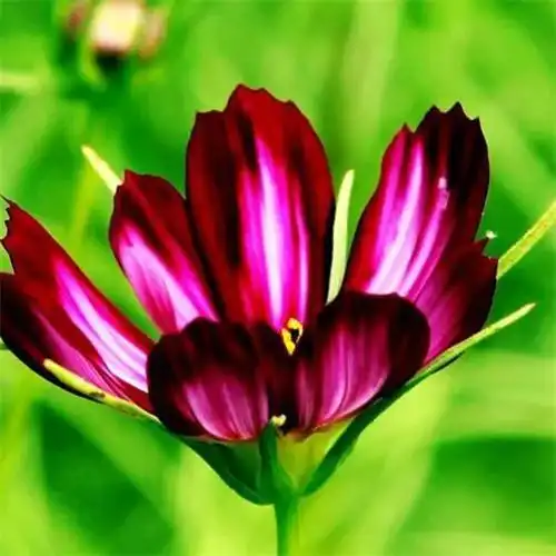 最美格桑花头像图片