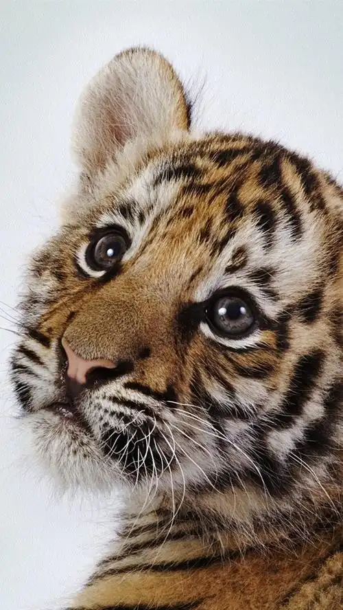 iphone 壁纸 可爱的小老虎