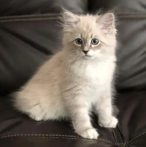 吸猫大会:西伯利亚森林猫zuko - 知乎