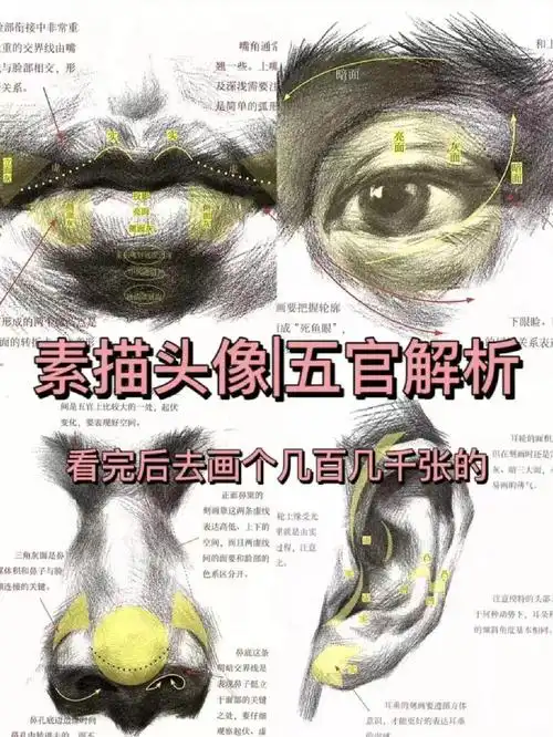 素描头像五官详细解析