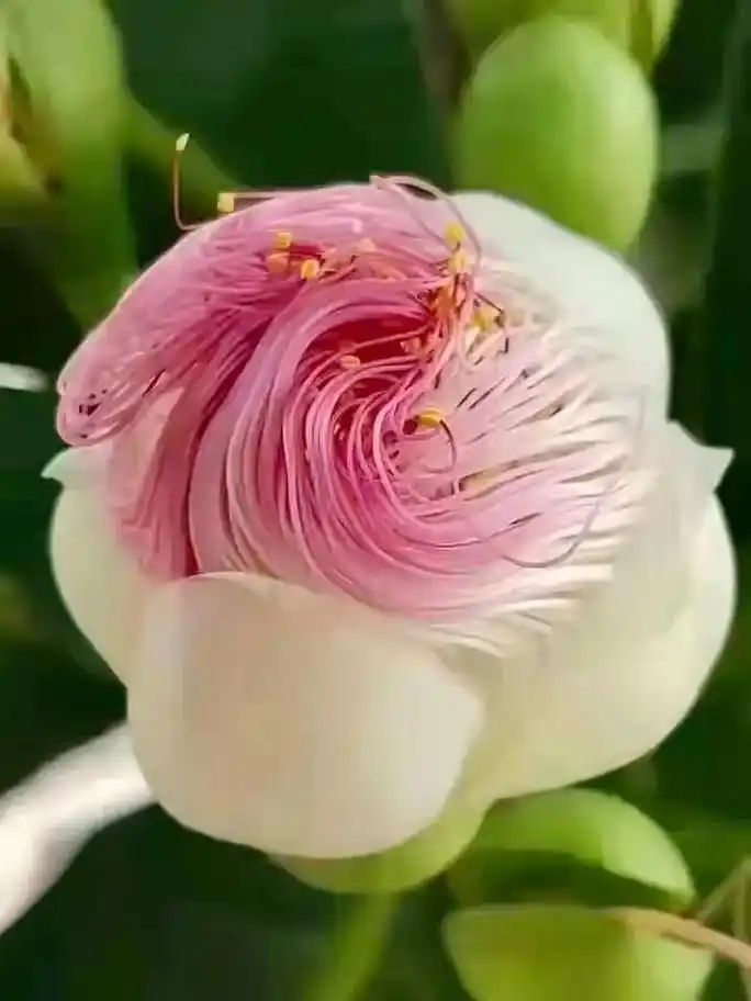 西藏特有的吉祥花,每400年才盛开一次的"宝塔花"又叫"玛哈 - 抖音