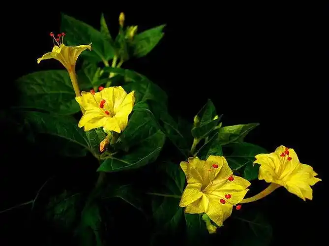 胭脂花(紫茉莉)