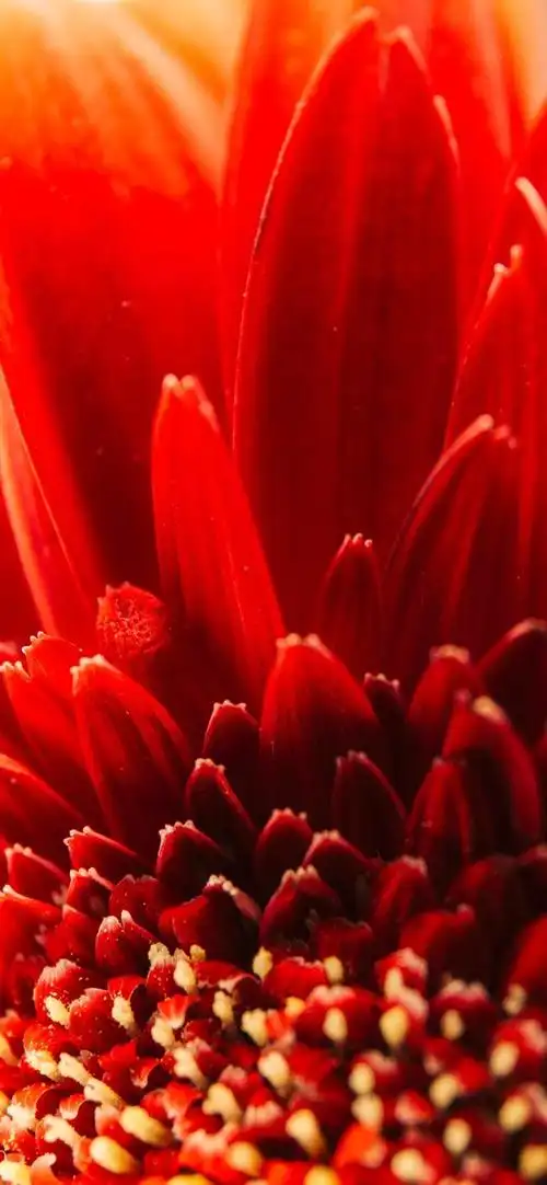 壁纸唯美红色风