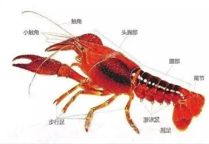 留美博士告诉你小龙虾的头到底能不能吃?还有哪些美味的脑袋不能多吃?