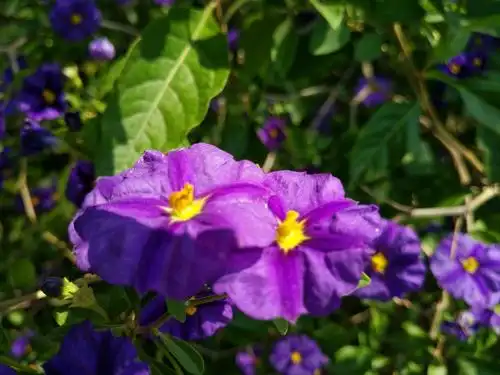 盛开在阳春三月的那些紫色小花