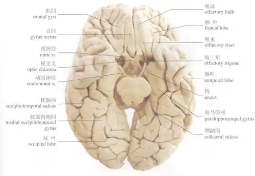 大脑(底面) :         [阅读本文]>>             体系统解剖