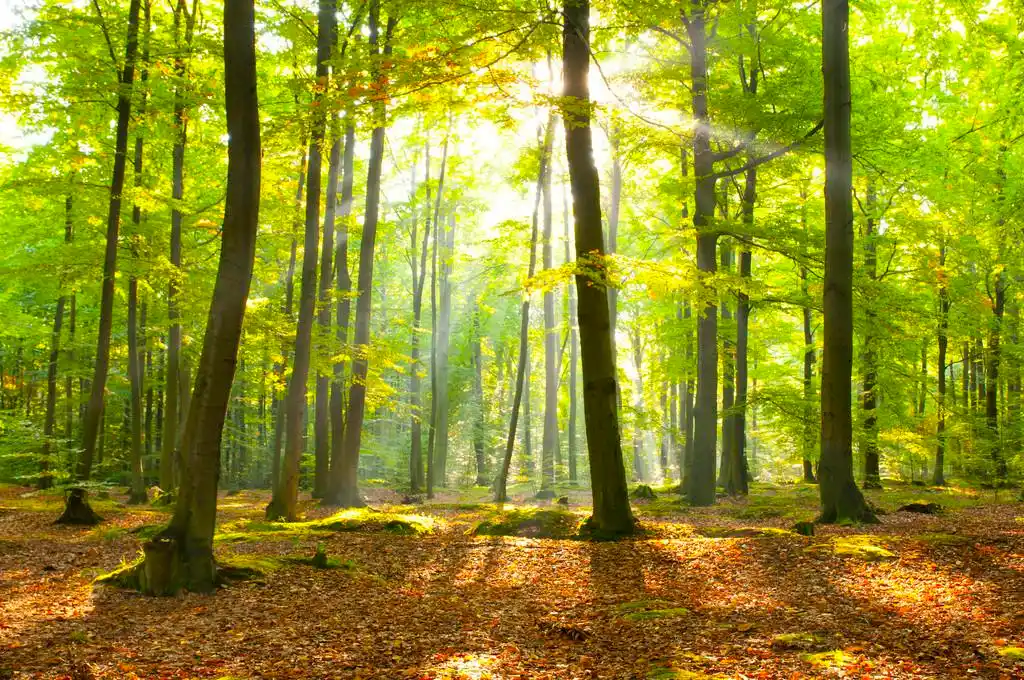 深秋的黎明,秋季黎明在山毛榉森林