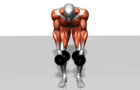 最全肌肉锻炼动作gif图,清楚的告诉你什么动作练什么肌肉,让你一目了