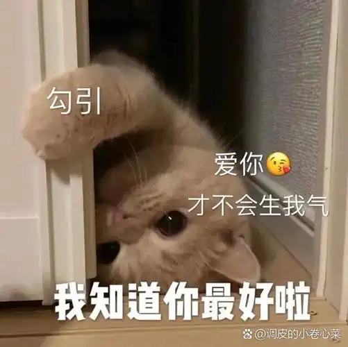 小猫咪表情包之哄老公篇
