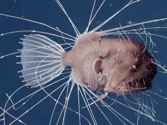 深海灯笼鱼的繁衍:雄鱼直接寄生雌鱼!血肉相融吸收到只剩精囊!