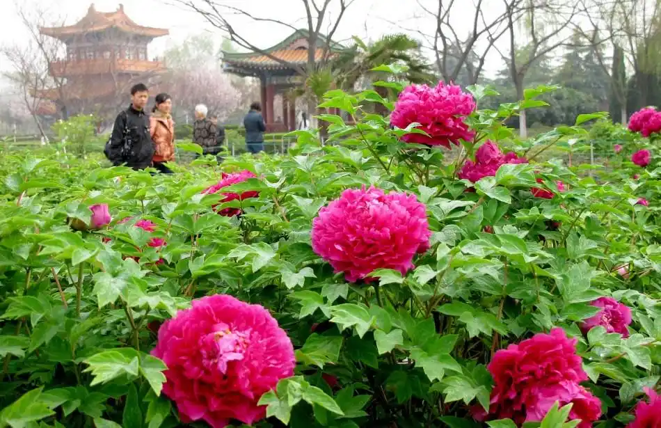 河南省第28届洛阳牡丹花会将4月1日上午9时在隋唐遗址植物园举行赏花
