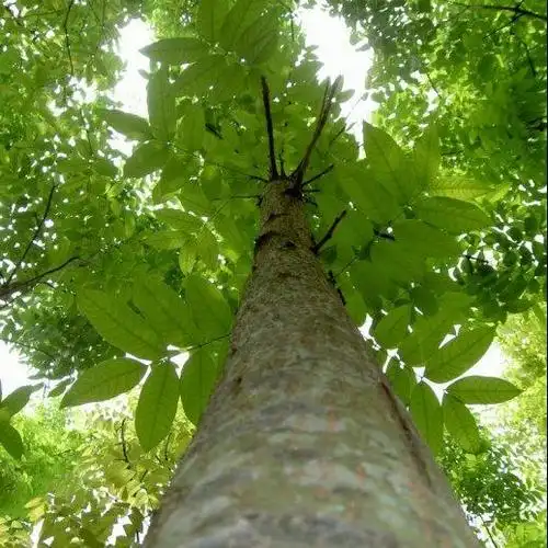 桃花心木(作者:林清玄)