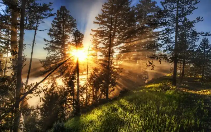 自然风景太阳光线薄雾植物树木颜色绿色草路径地点黄石国家公园nature