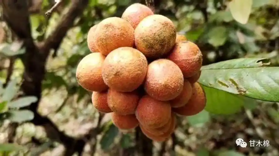 桃金娘俗称姑娘子,别名山稔,岗稔,是南方特有的野果,成熟果实紫黑色或