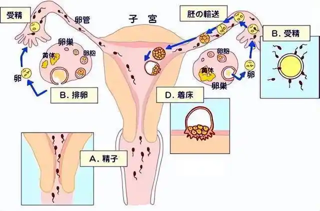 子宫前位vs子宫后位,哪种受孕率高?_位置_检查_内膜