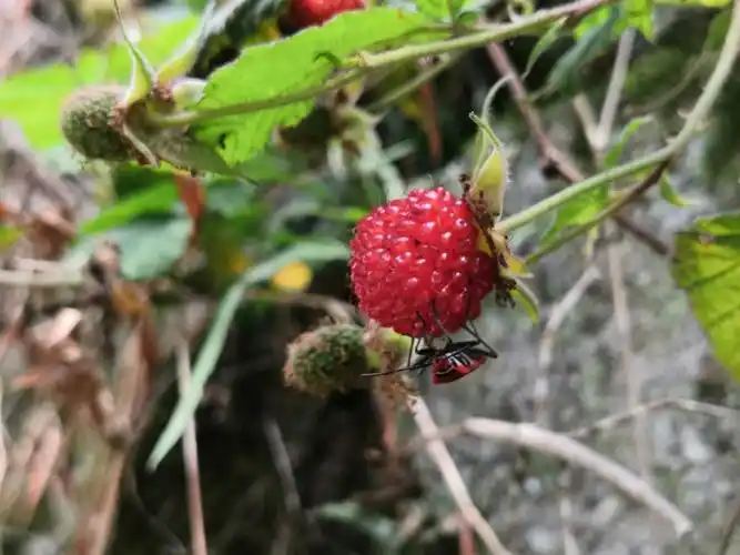 手机摄影蛇莓别名蛇泡草龙吐珠蔷薇科多野生于山坡草地上路旁沟边或