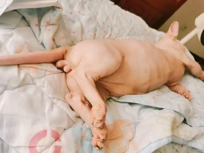 这么好的蛋蛋就要没了