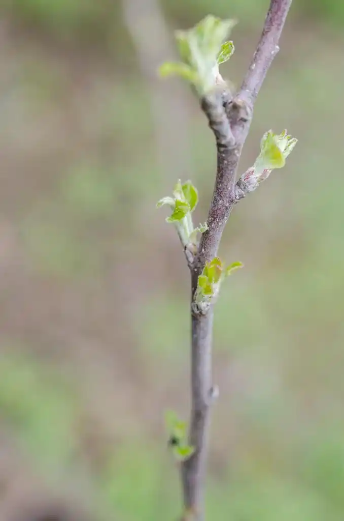 春季芽梅花树上,春季芽梅花树上的细节.浅景深.