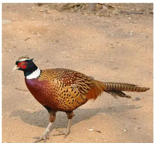 现有一批七彩野山鸡出售.喂五谷杂粮青莱玉米等.需要的亲你赶紧下单.