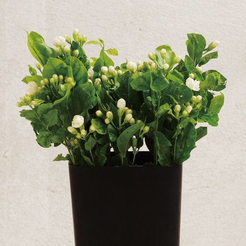 茉莉花鲜切花小众稀有精品花材家庭瓶插花艺婚庆节日比赛装饰花束