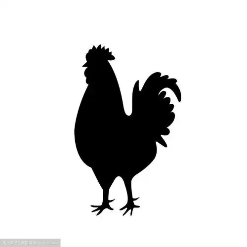 一只孤立在白色上的公鸡的剪影