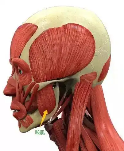 打瘦脸针打咬肌不就可以了,怎么还会导致脸僵?【昆明美莱】