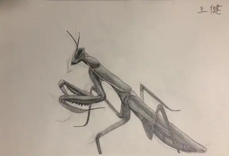 《素描写生·昆虫》