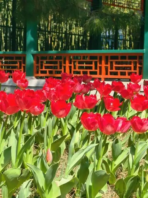 北京顶流中山公园郁金香真的开了追花可以安排起来啦